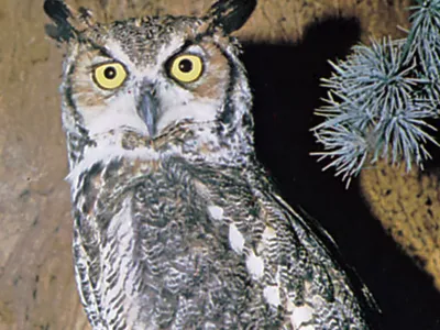 a great horned owl